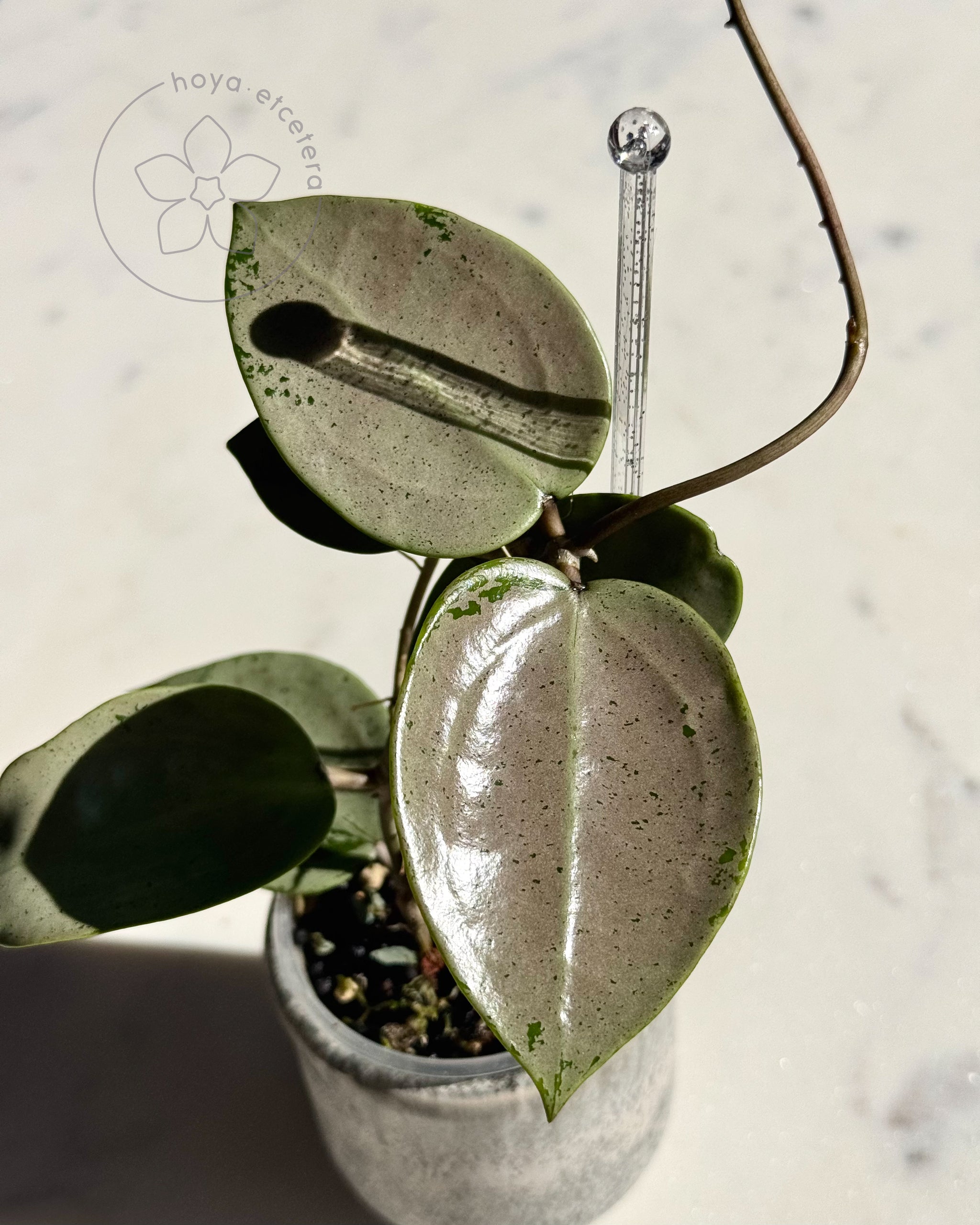 Hoya verticillata (silver heart) – Hoya etcetera