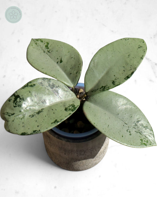 Hoya 'Stardust' (silver)