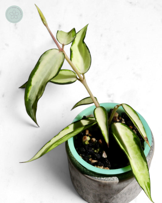Hoya burmanica (variegated)