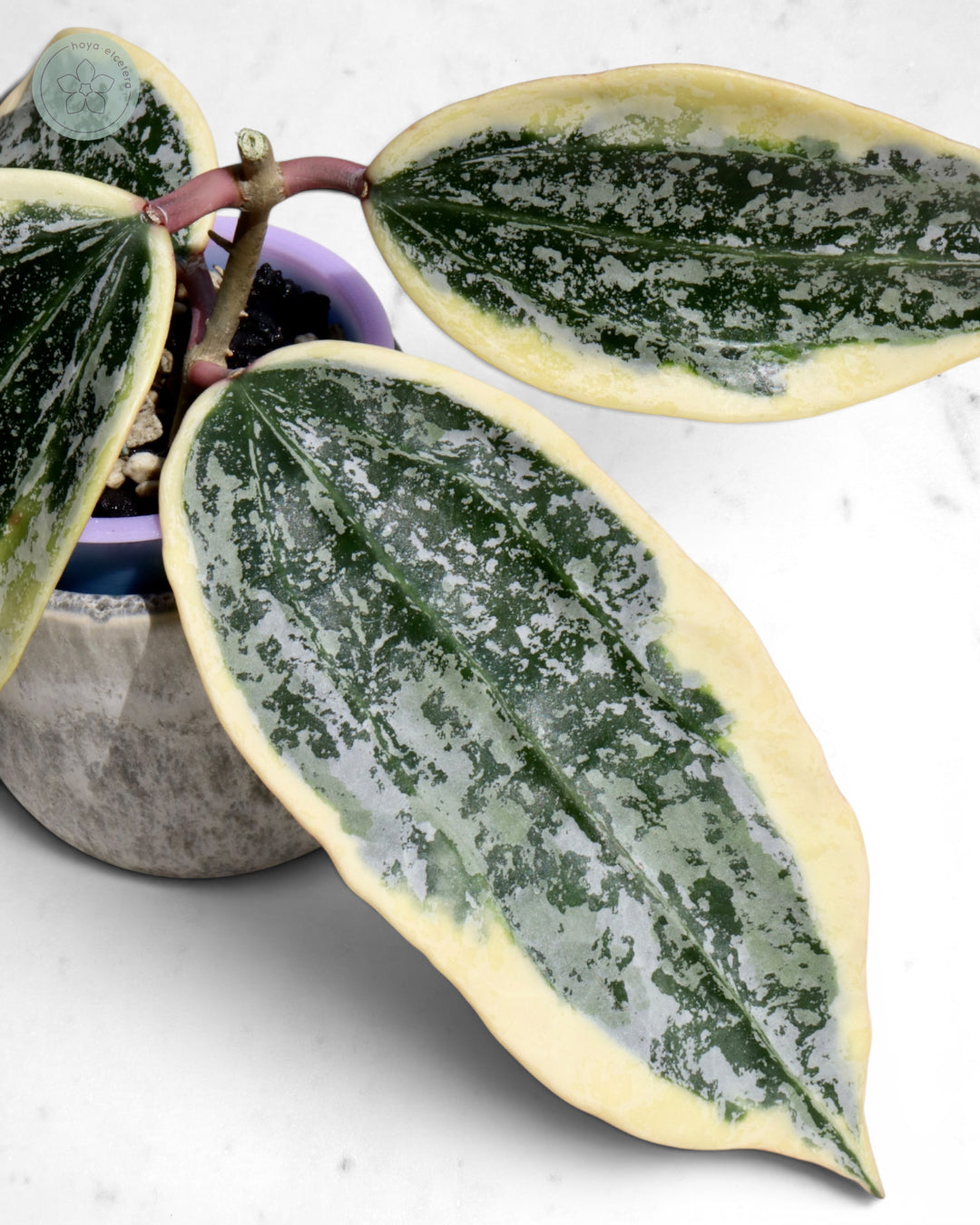 Hoya sp. Rangsan (albo splash) 🌱 cutting