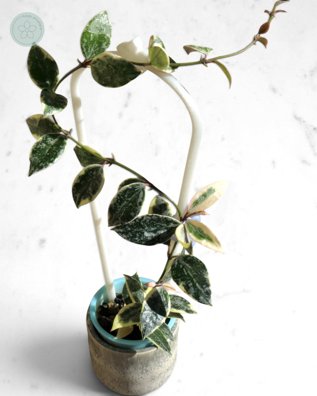 Hoya lacunosa 'Lumina'