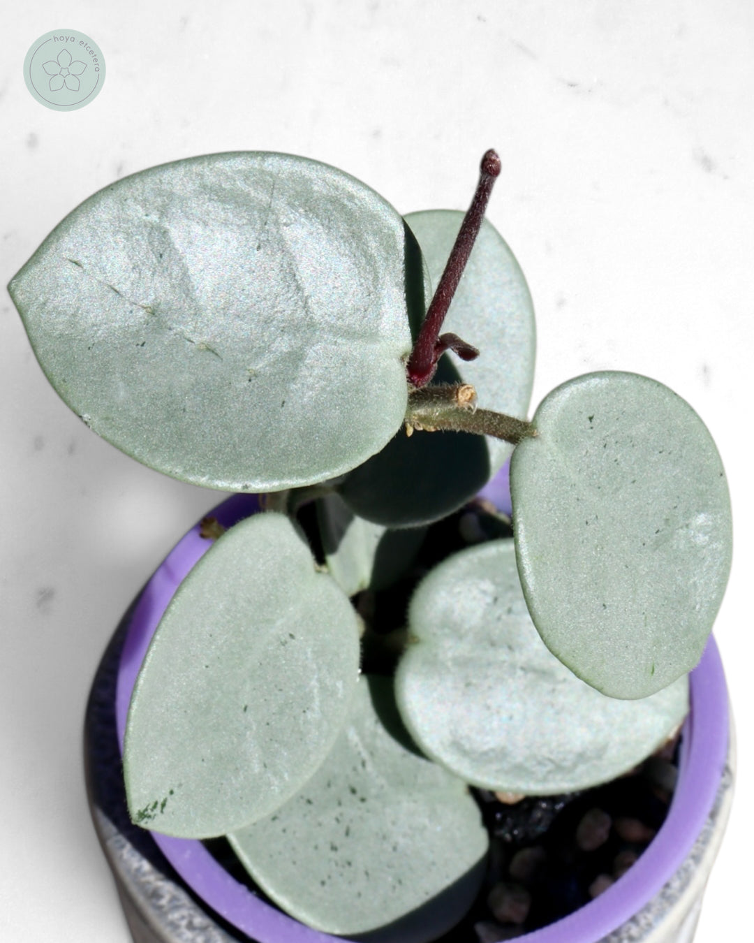 Hoya 'Grey Fairy'
