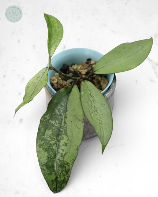 Hoya 'Alena'