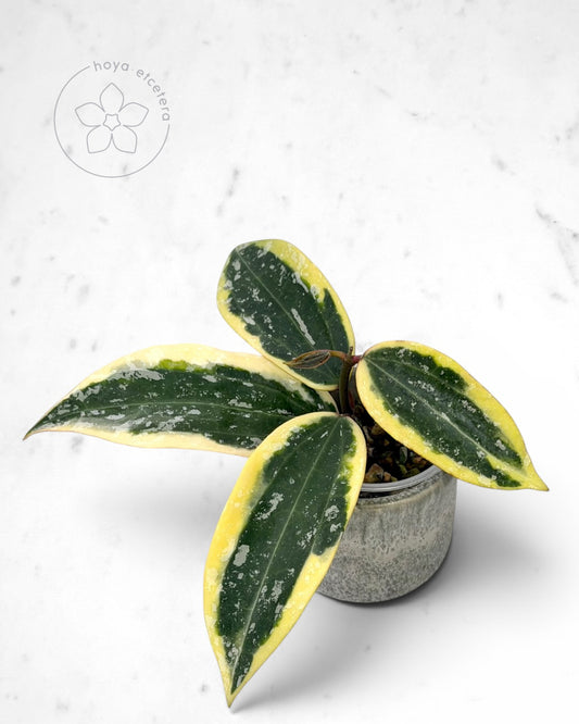 Hoya sp. Rangsan (albo splash)