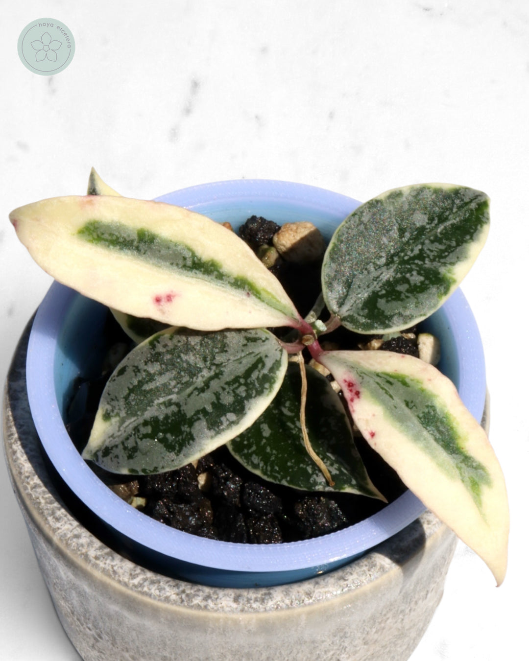 Hoya lacunosa 'Lumina'