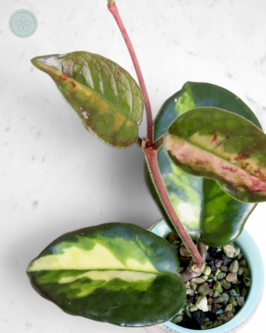 Hoya 'Momo'