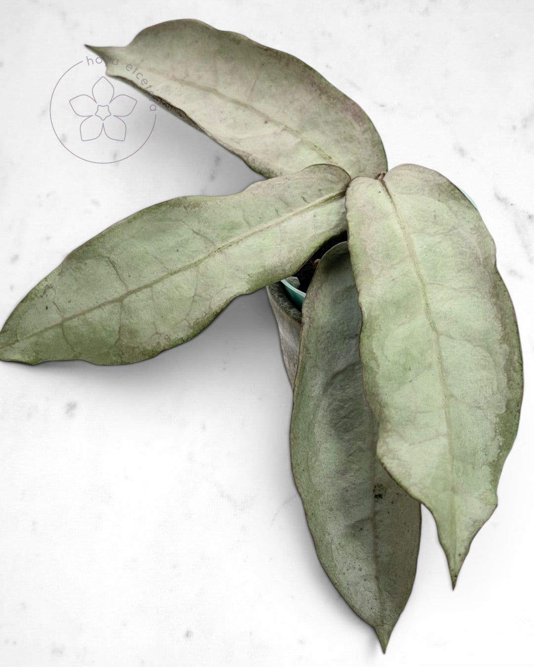 Hoya mitrata (sp. Buntok silver AH clone)