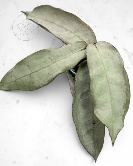 Hoya mitrata (sp. Buntok silver AH clone)