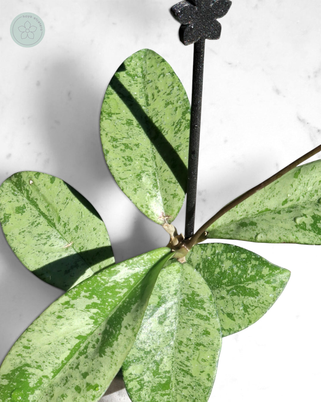 Hoya crassipetiolata (silver)