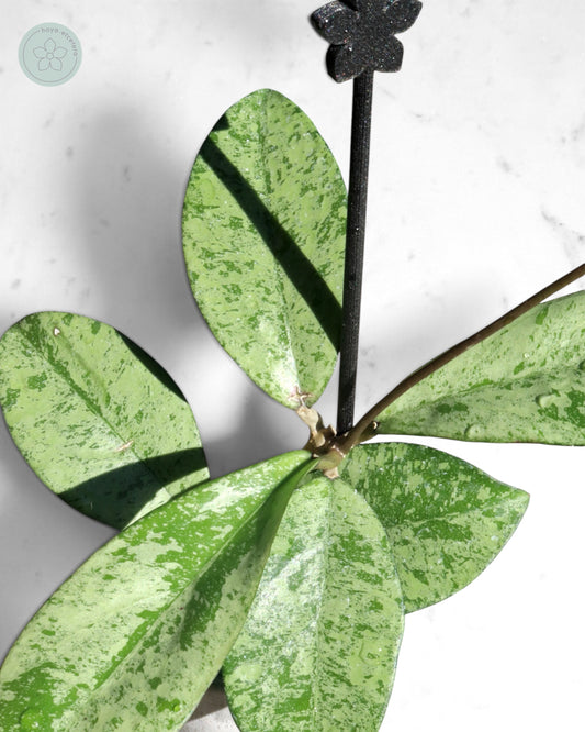 Hoya crassipetiolata (silver)