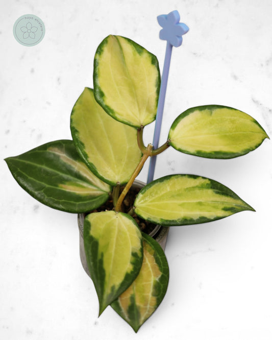 Hoya merrillii (variegated)