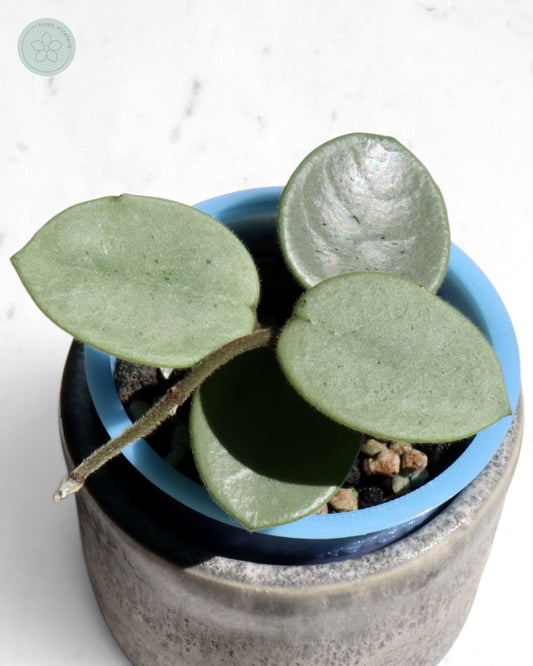 Hoya 'Grey Fairy'