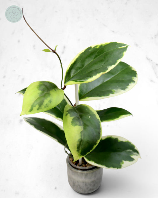 Hoya ilagiorum (albo)