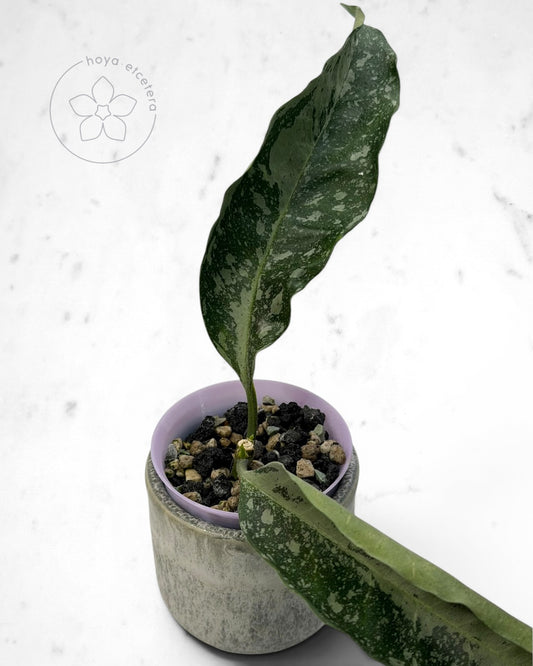 Hoya occultata (silver)