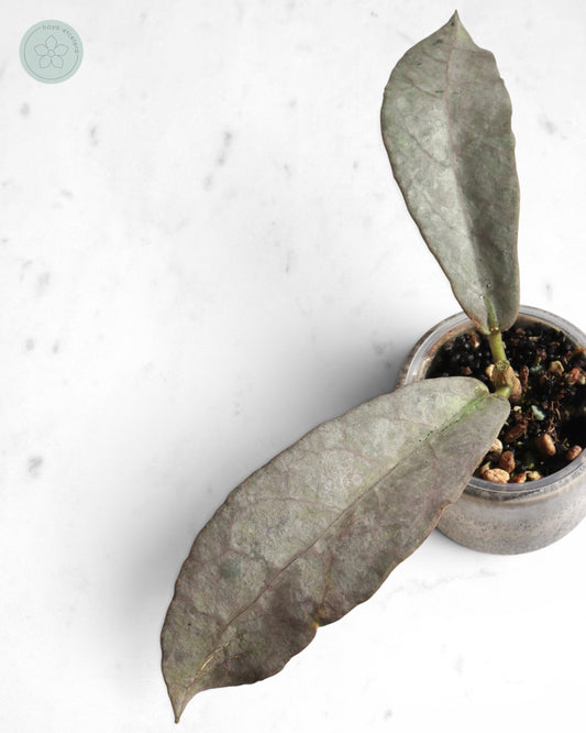 Hoya mitrata (Pearl Gold)