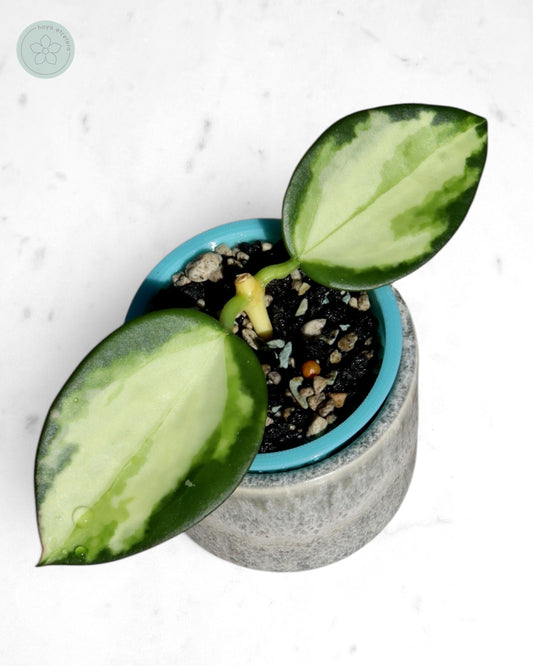 Hoya para (variegated)