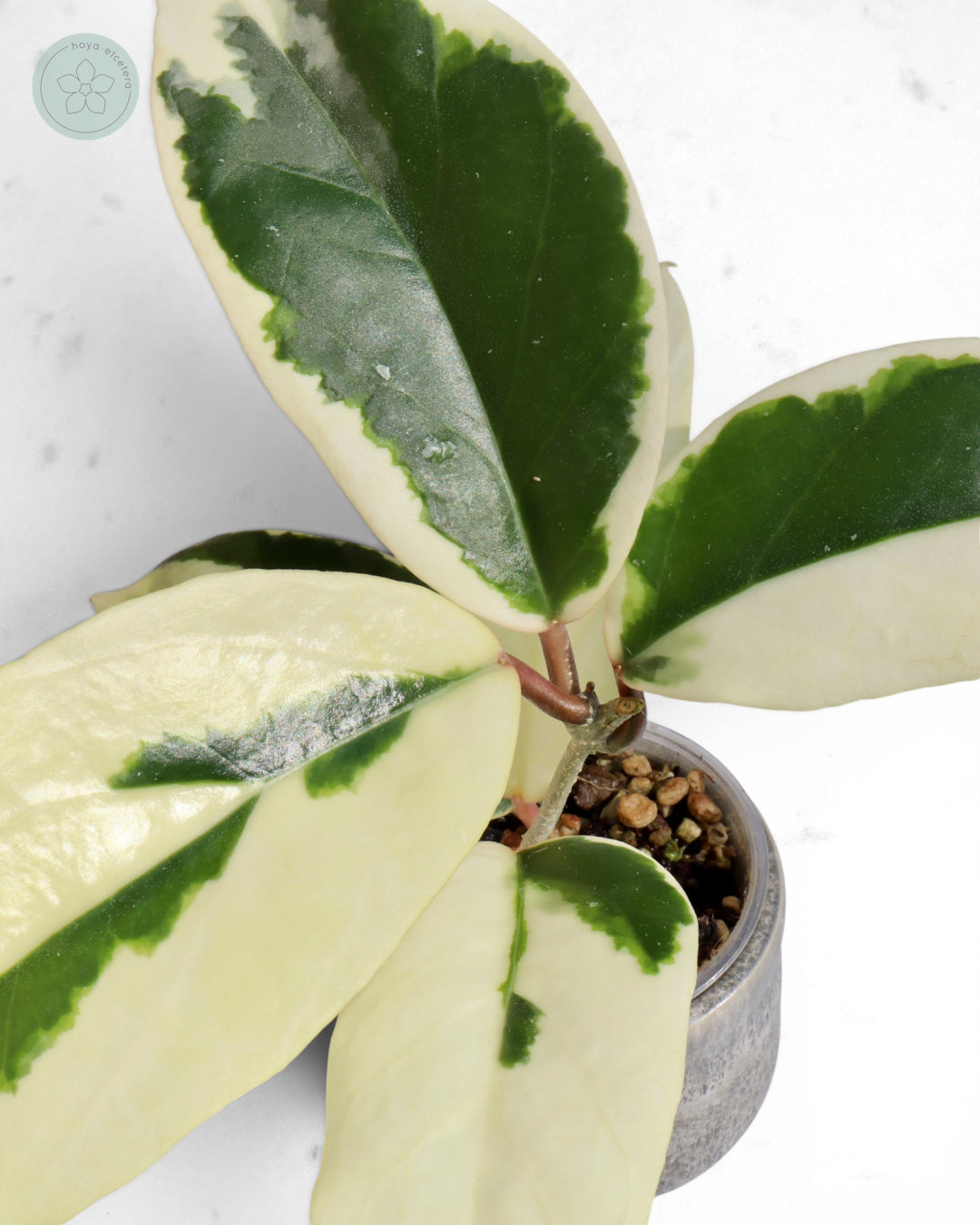 Hoya ilagiorum (albo)