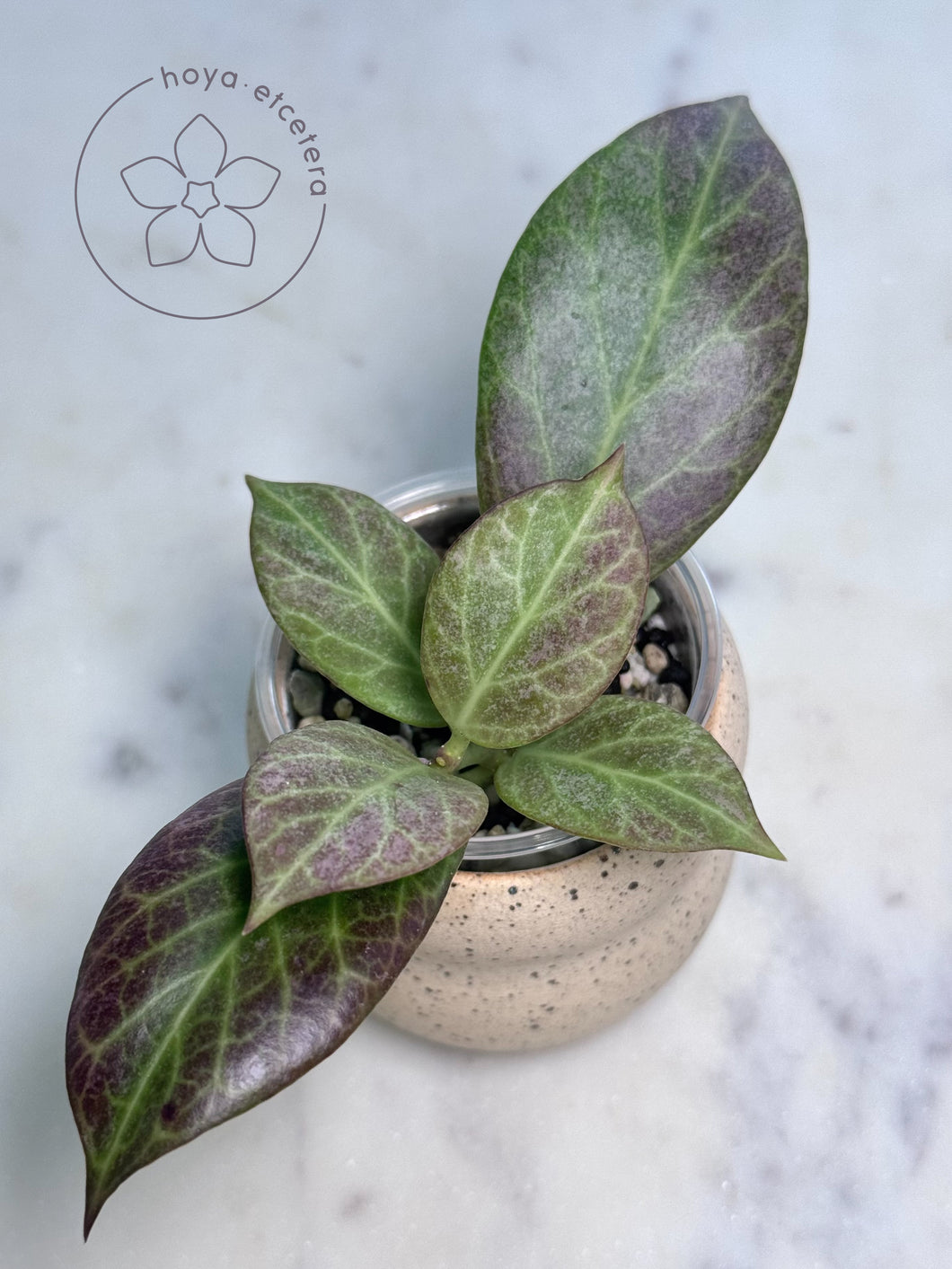 Hoya obscura (silver)