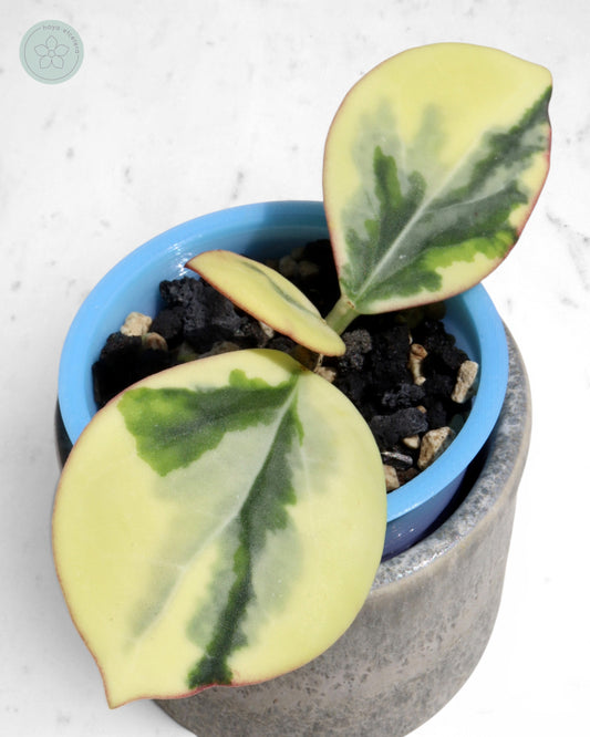 Hoya para 'Emerald Frost'