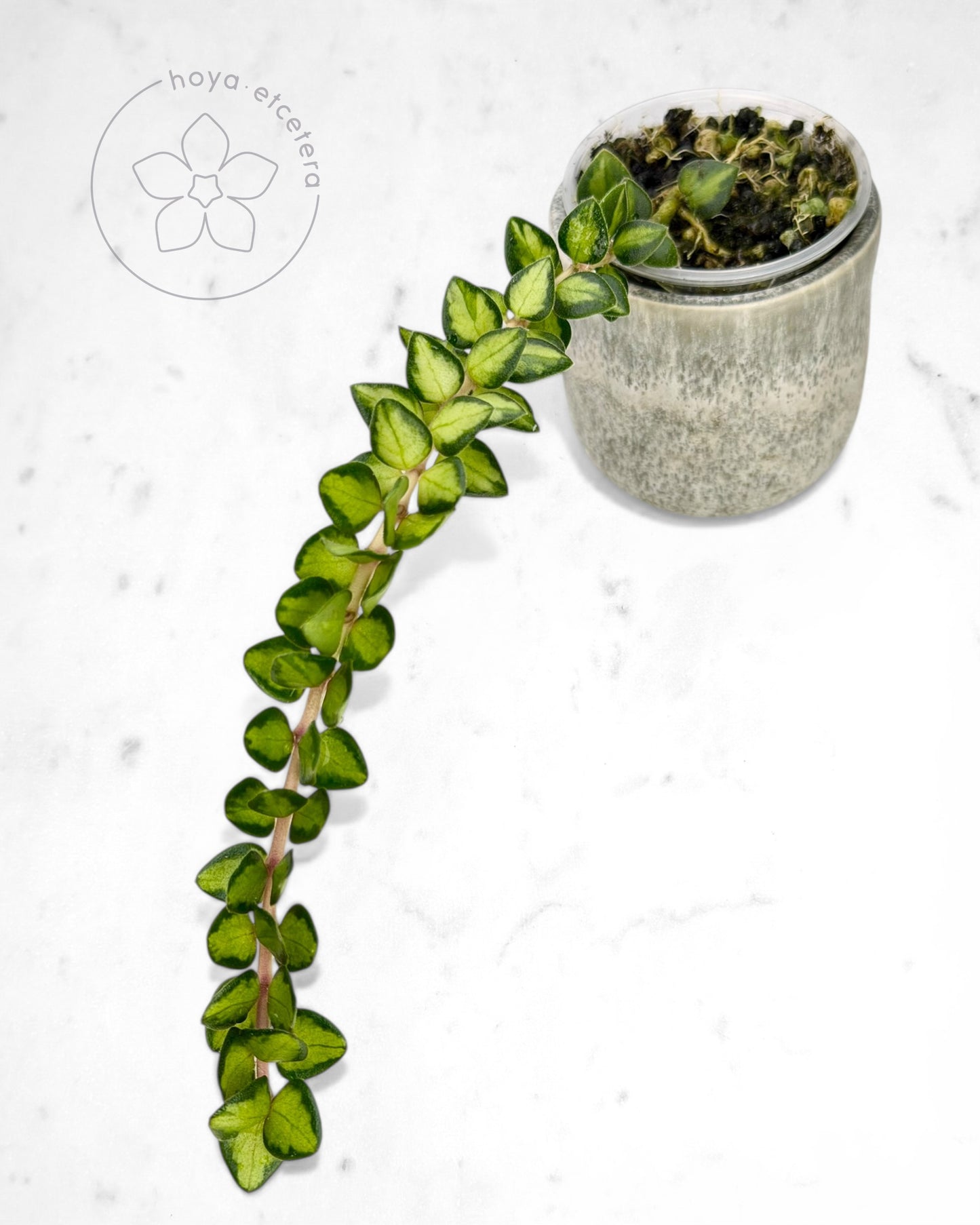 Hoya chinghungensis (variegated)