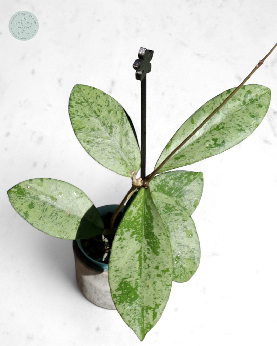 Hoya crassipetiolata (silver)