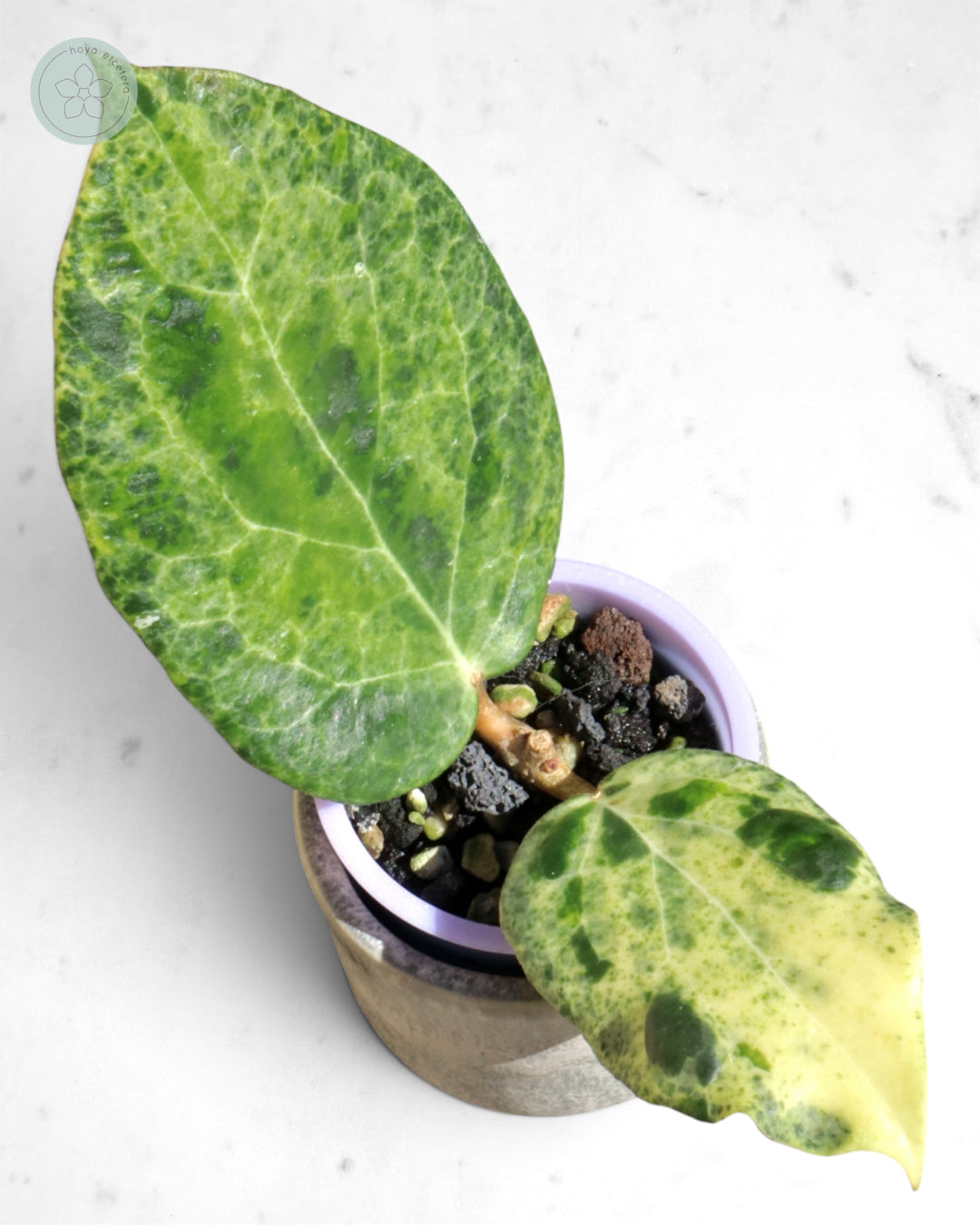 Hoya 'Candy'