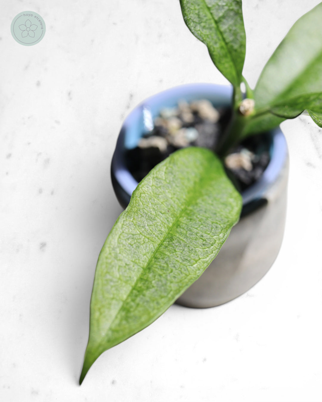Hoya irisae (silver)