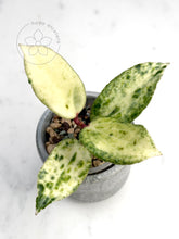 Load image into Gallery viewer, Hoya &#39;Crocodile&#39; 🦄
