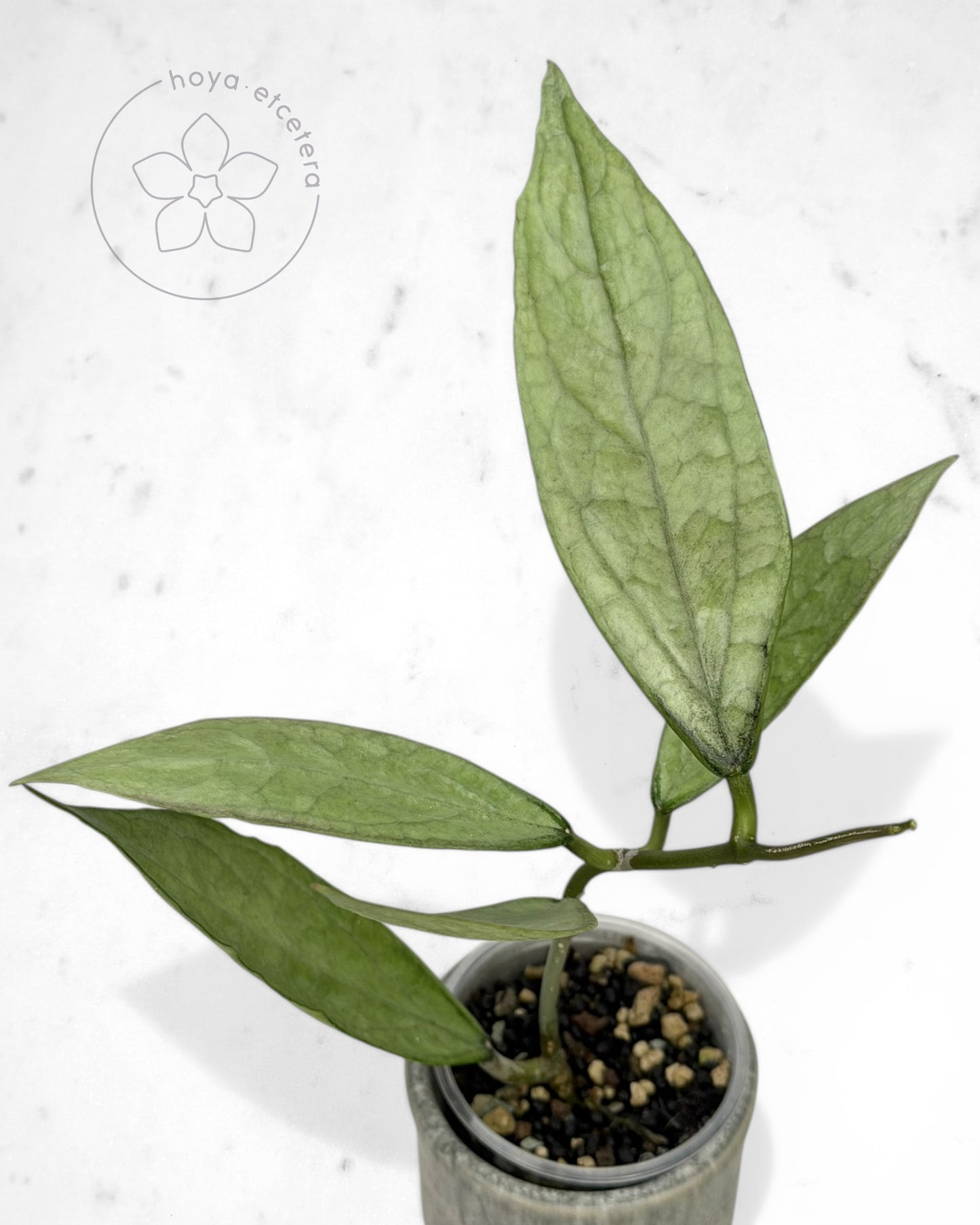 Hoya sp. Germany (silver)