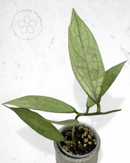 Hoya sp. Germany (silver)