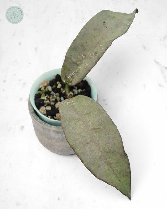 Hoya mitrata (Pearl Gold)