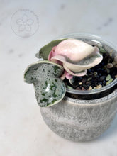 Load image into Gallery viewer, Hoya compacta 'Oblak' 🦄
