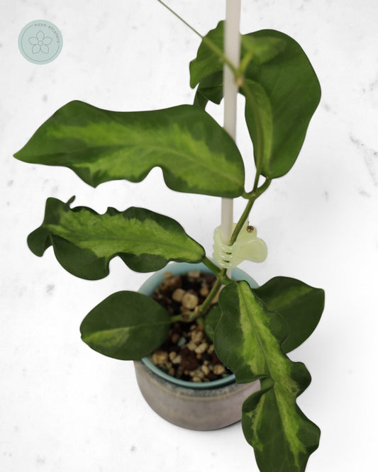 Hoya pimenteliana (variegated)