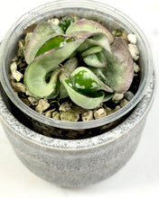 Load image into Gallery viewer, Hoya compacta (silver margin) 🦄
