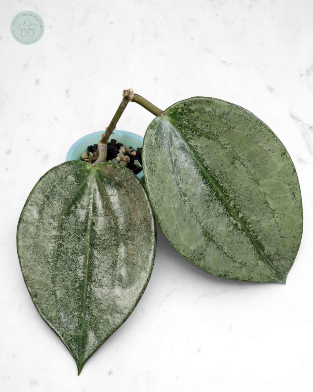 Hoya latifolia 'Rimba Perak' (silver)