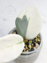 Load image into Gallery viewer, Hoya carnosa &#39;Argentea Picta&#39;
