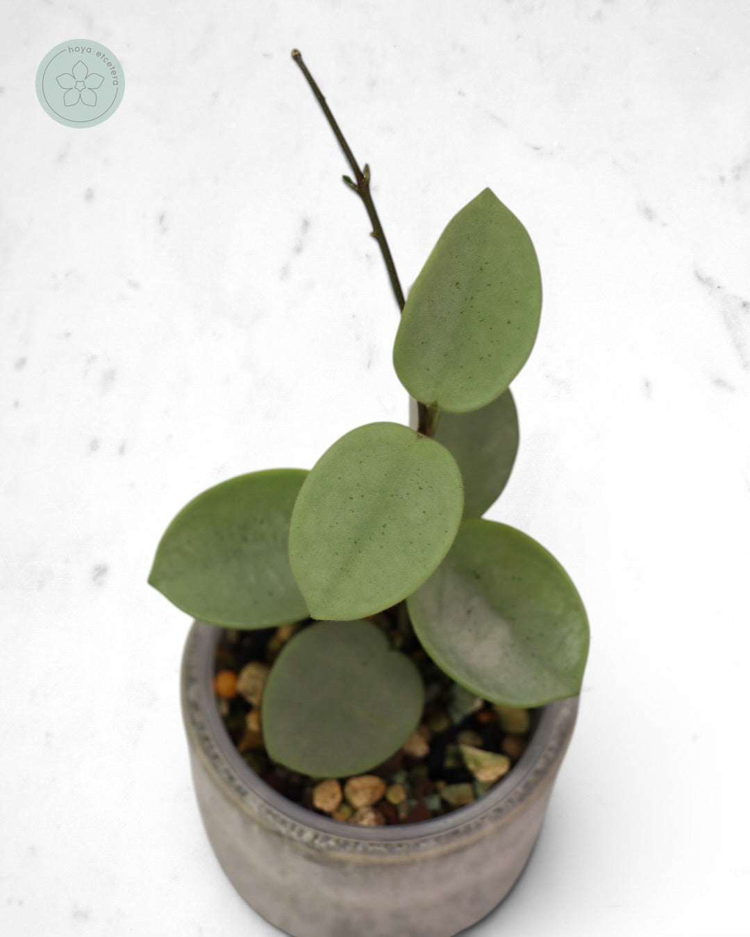 Hoya 'Grey Fairy'