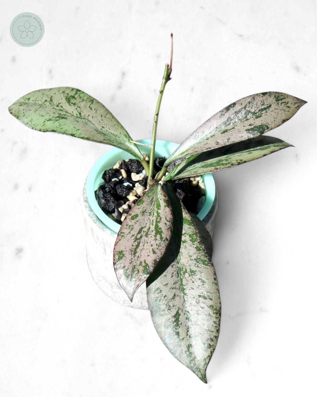 Hoya 'Argentella Luna'