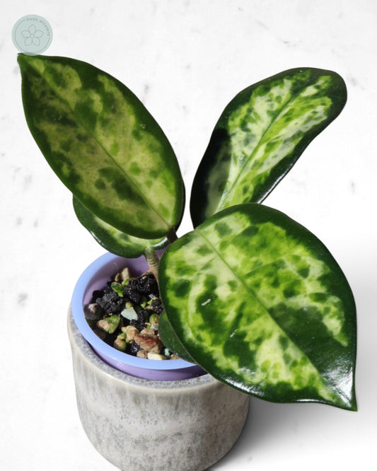 Hoya carnosa 'Madara' (Green Edge)