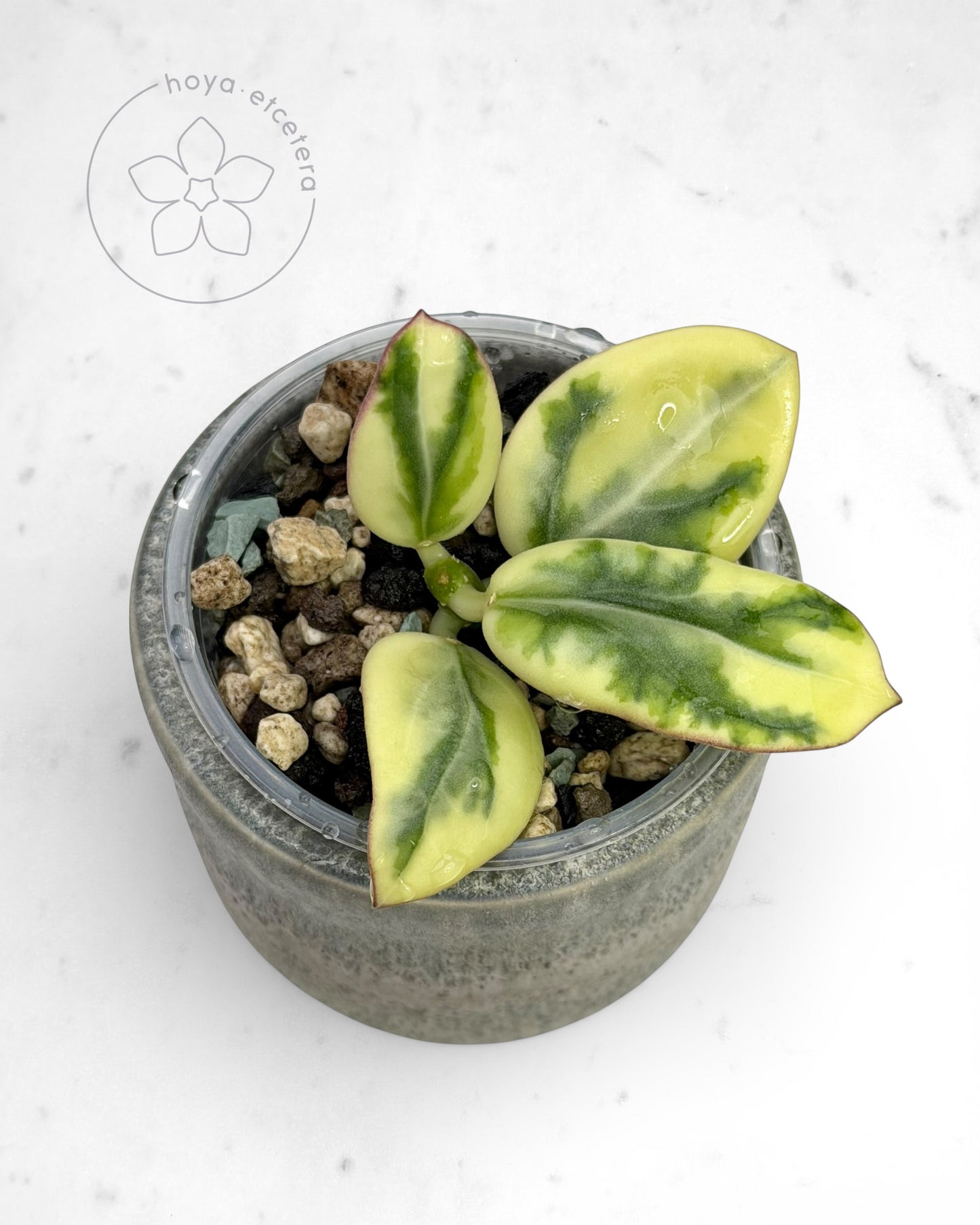 Hoya para 'Emerald Frost'