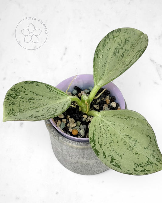 Hoya subquintuplinervis (silver)