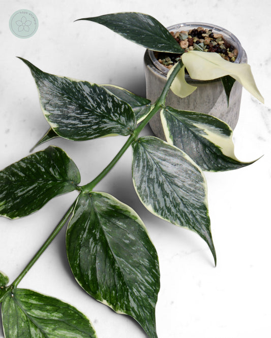 Hoya polyneura 'Jasminka'
