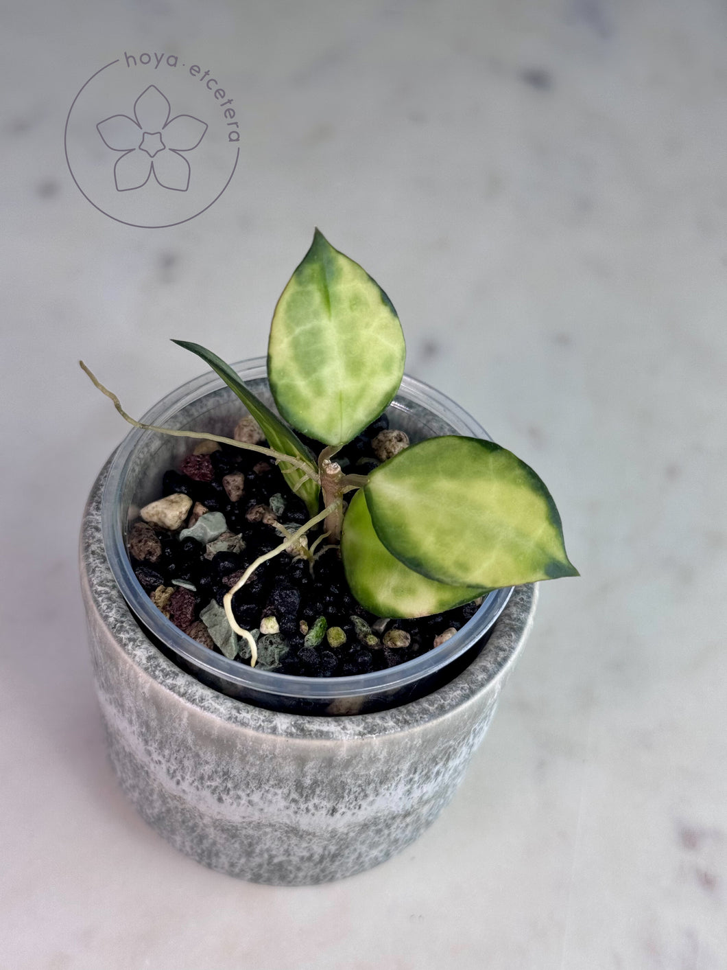 Hoya lacunosa 'Asami' (inner variegated)