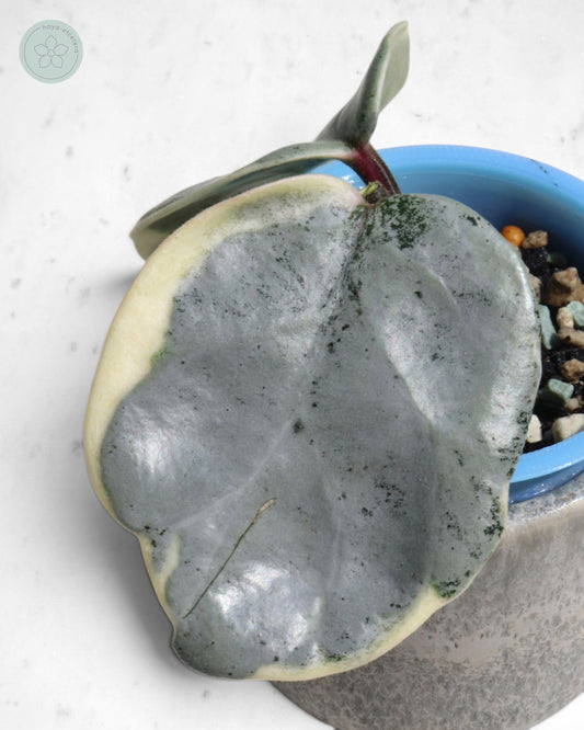 Hoya carnosa 'Argentea Picta' 🌱 cutting
