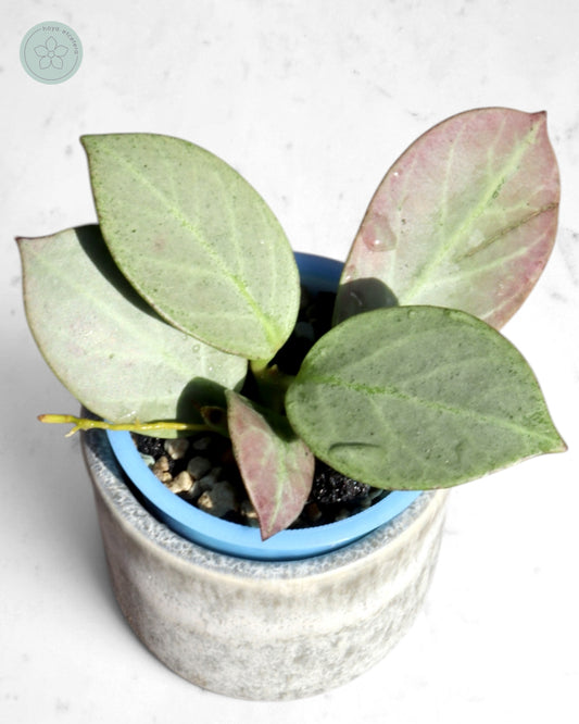 Hoya obscura 'Cryptic Chrome' CML-09-21-A