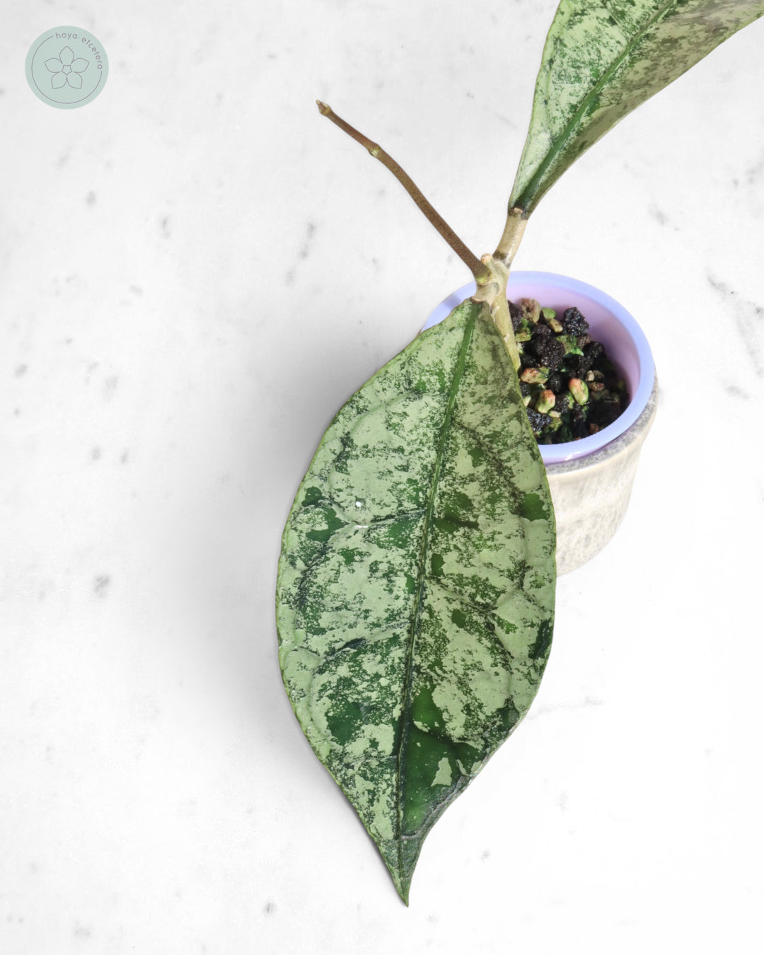 Hoya clemensiorum (Borneo silver)