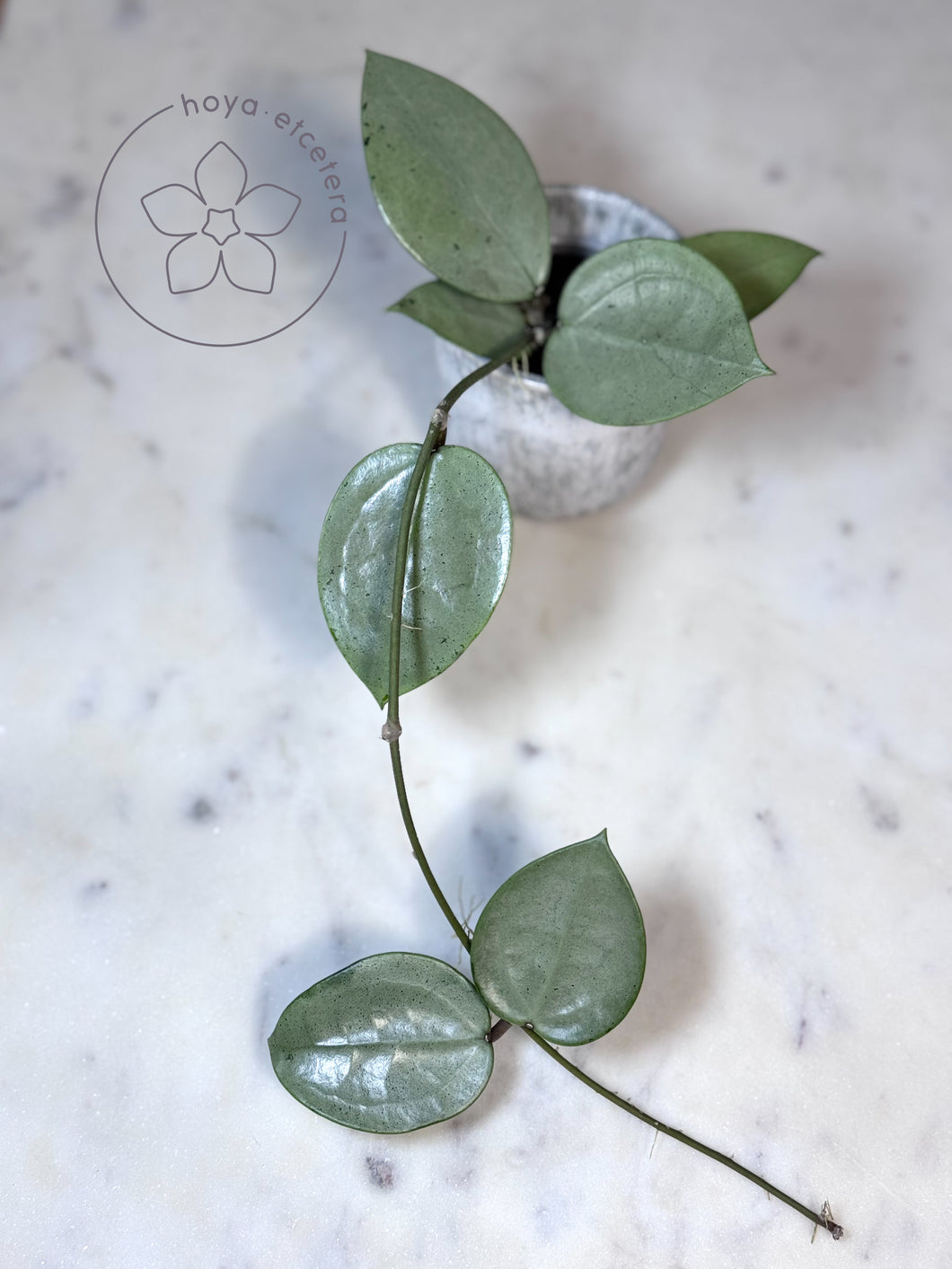 Hoya verticillata (silver heart)