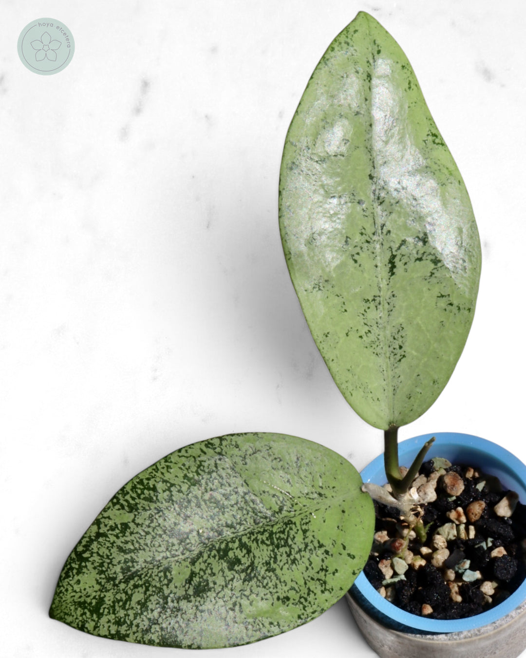 Hoya sp. Ponorogo (silver)