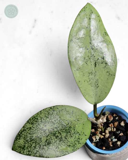 Hoya sp. Ponorogo (silver)