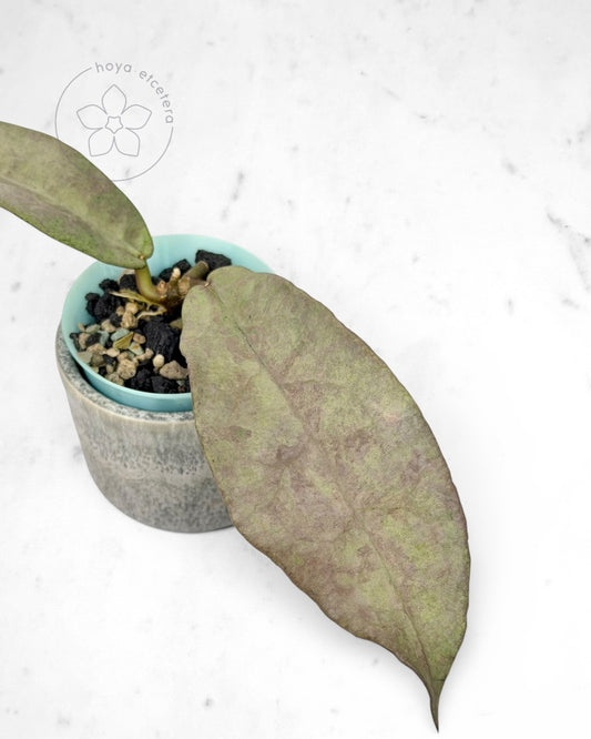 Hoya mitrata (Pearl Gold)
